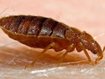 Tabuthema Bettwanze - Kleine Blutsauger kommen