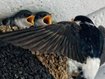München: Isar-Renaturierung trägt Früchte