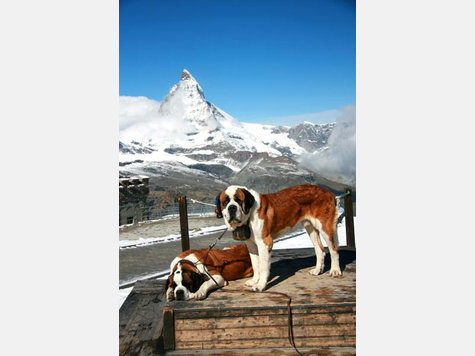 ADAC: Die Top-Skigebiete 2010 in den Alpen