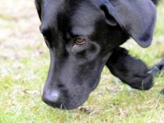 Labrador erschnüffelt Darmkrebs - Test führt zu erstaunlicher Trefferquote