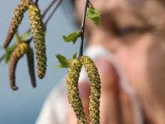 Heuschnupfen: Birken lassen Allergiker leiden - die besten Tipps