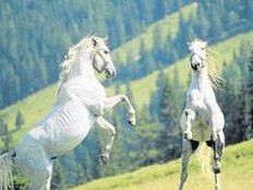 Neue TV-Serie über das Lipizzaner-Gestüt Piber in der Steiermark