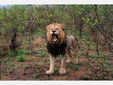 Auge in Auge mit Löwen und Elefanten - Auf Safari in Südafrika Auge in Auge mit Löwen und Elefanten - Auf Safari in Südafrika