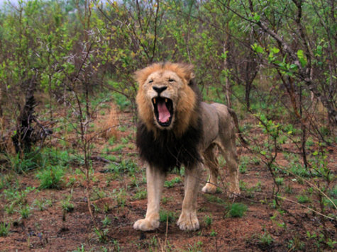 Südafrika Safari Südafrika Safari