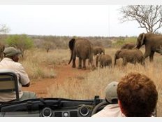 S&uuml;dafrika Safari