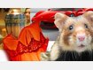 Hamster, Urne oder Schlange: Die verrücktesten Dinge, die Hotelgäste vergessen