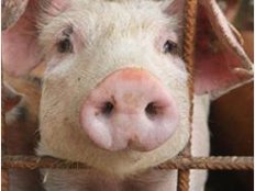 Antibiotika-Belastung: 11 900 Schweine als Lebensmittel gesperrt