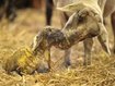 Schmallenberg-Virus: zahl der infizierten tiere steigt