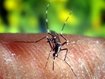 Kinder sollen in Wien absichtlich mit Malaria infiziert worden sein