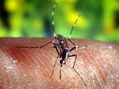 Kinder sollen in Wien absichtlich mit Malaria infiziert worden sein