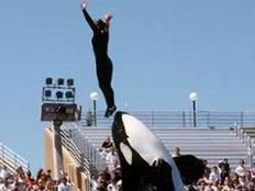 US-Tierschützer klagen gegen Versklavung von Orcas