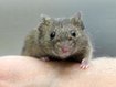Schweizer Wissenschaftler finden neuen Ansatz gegen Leukämie