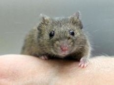 Schweizer Wissenschaftler finden neuen Ansatz gegen Leukämie