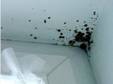 Symptome einer Schimmelpilzallergie ähneln denen eines Heuschnupfens