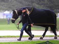 Pferd International: Totilas muss passen