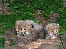 Nürnberger Tiergarten bekommt Nachwuchs