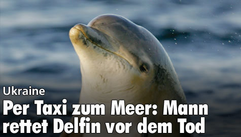 Mann rettet Delfin - im Taxi zum Meer