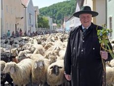Der geborene Herdenführer