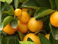 So bleibt das Vitamin C in Obst und Gemüse