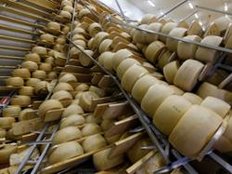 Hunderttausende Laibe Parmesan vernichtet