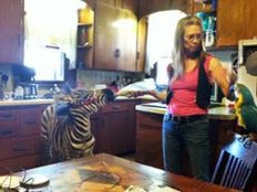 Betrunkener fährt mit Zebra auf dem Rücksitz Auto