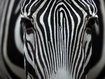 Zebra auf dem Rücksitz - Betrunkener festgenommen