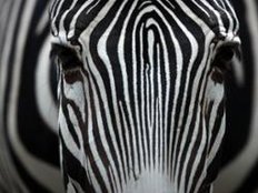 Zebra auf dem Rücksitz - Betrunkener festgenommen