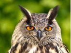 Radarfalle zum Uhu-Schutz geht wieder in Betrieb