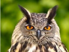 Radarfalle zum Uhu-Schutz geht wieder in Betrieb
