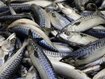 Makrelen (lat. Scomber scombrus) sind wichtige Beute der großen Räuber, wie Haie, Tunfische und Defline. Makrelen (lat. Scomber scombrus) sind wichtige Beute der großen Räuber, wie Haie, Tunfische und Defline.