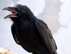 Hitchcock am Domberg: Rabe greift Gäste an Hitchcock am Domberg: Rabe greift Gäste an