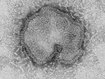 Vogelgrippe kann sich durch die Luft verbreiten - Studie zu H7N9-Virus Vogelgrippe kann sich durch die Luft verbreiten - Studie zu H7N9-Virus