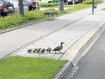 Missglückte Entenrettung in Augsburg Missglückte Entenrettung in Augsburg