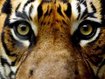Tierpflegerin stirbt nach Tiger-Angriff in England